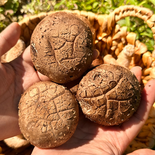 당일수확 무농약 가정용특품 표고버섯 1kg
